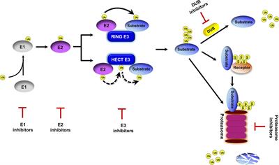 More Than Just Cleaning: Ubiquitin-Mediated Proteolysis in Fungal Pathogenesis